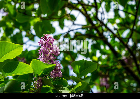 Purple lilac bloom: quando il (bianco) lilla blumi di nuovo, io canterò le mie più belle love song......... Foto Stock