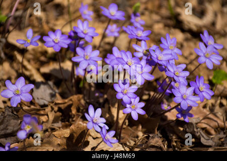 Liverwort blossoms (Hepatica nobilis) nel bosco di latifoglie sotto cieli soleggiati. Bella early-molla di piante fiorite salgono attraverso fogliame di autunno. Foto Stock