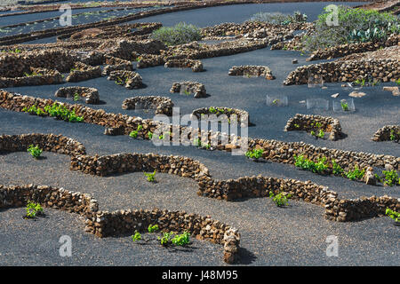Famosi vigneti di La Geria sul suolo di origine vulcanica, l'isola di Lanzarote, Spagna Foto Stock
