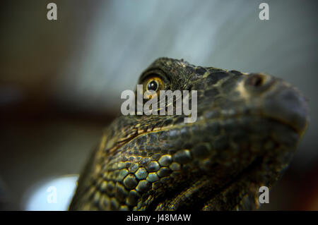 Iguana verde del Green Iguana Progetto di Conservazione in San Ignacio, il Belize Foto Stock