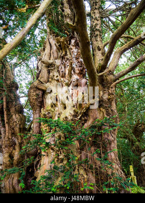 Alberi nel sagrato della chiesa di Santa Maria la Chiesa Parrocchiale e Schoolhouse in Nether Alderley Cheshire. Foto Stock