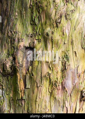 Alberi nel sagrato della chiesa di Santa Maria la Chiesa Parrocchiale e Schoolhouse in Nether Alderley Cheshire. Foto Stock