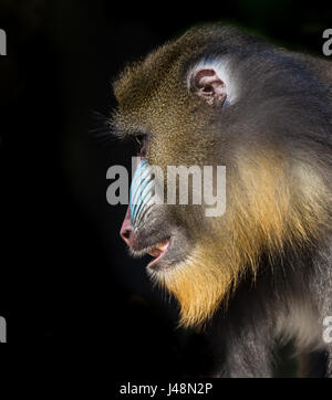 Profilo di scimmia Mandrill Foto Stock