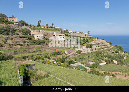 Terrazze in Banyalbufar, Maiorca, SPAGNA Foto Stock