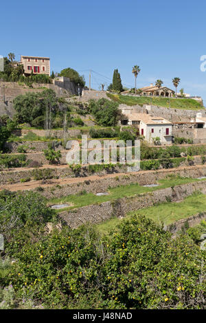 Terrazze in Banyalbufar, Maiorca, SPAGNA Foto Stock