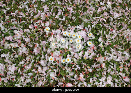 Margherite su un tappeto di fiori di ciliegio Foto Stock