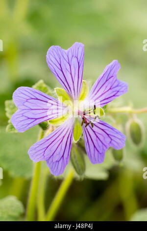 Unico fiore del hardy geranio, geranio renardii, 'Philippe Vapelle'. Le vene viola agiscono come guide di nettare per insetti Foto Stock