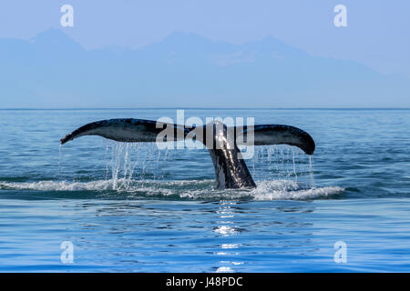 Un Humpback Whale (Megaptera novaeangliae) ascensori è fluke come esso ritorna alla profondità di alimentazione nelle calme acque del passaggio interno, vicino a Juneau Foto Stock