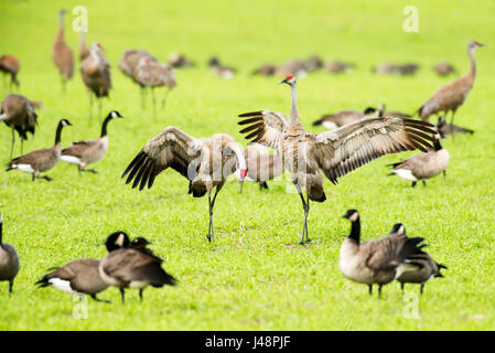 Sandhill Cranes (Grus Canadensis) Displaying and Dancing mentre circondato da altre gru e oche del Canada a Creamer's Field Migratory Waterfowl R... Foto Stock