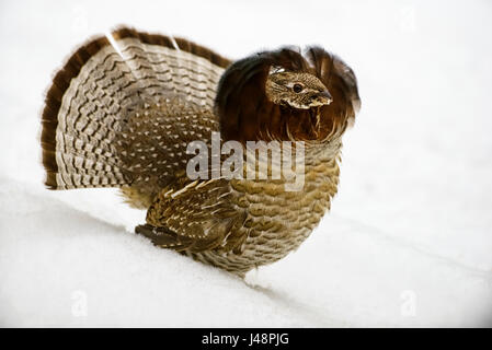 Maschio di gallo forcello Ruffed (Bonasa umbellus) con le piume di coda e collo ruff esteso nel corteggiamento, tardo inverno Foto Stock