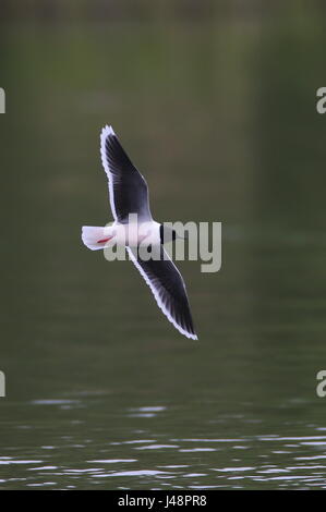 Adulto piccolo Gabbiano hawking insetti. Foto Stock