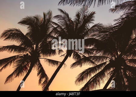 Palme silhouette al tramonto sull'Isola di Hainan - Cina Foto Stock