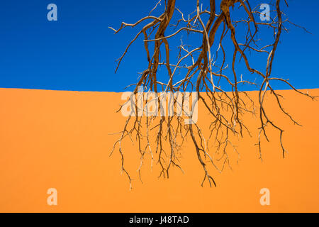 Morto alberi Camelthorn e dune rosse di Sossusvlei, Namib-Naukluft National Park, Namibia Foto Stock