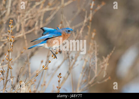 Eastern Bluebird lembi maschio ali mentre appollaiato sulla levetta in erba Foto Stock