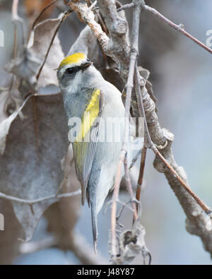 Rare Oro-winged trillo pone vicino fino a Magee Marsh Foto Stock