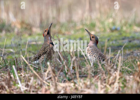 Northern sfarfalla sollevare rostri nel rituale di accoppiamento Foto Stock