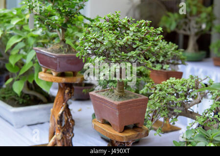 Dacca in Bangladesh. Il 10 maggio 2017. Albero di Bonsai sul display durante la tre giorni di albero di Bonsai in mostra a Dacca in Bangladesh. Credito: SK Hasan Ali/Alamy Live News Foto Stock