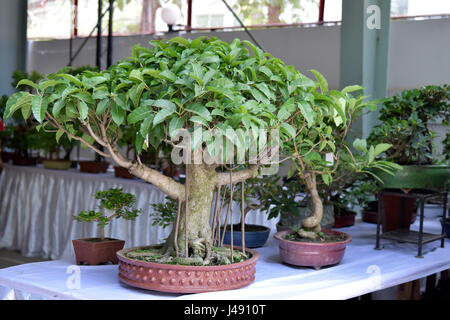 Dacca in Bangladesh. Il 10 maggio 2017. Albero di Bonsai sul display durante la tre giorni di albero di Bonsai in mostra a Dacca in Bangladesh. Credito: SK Hasan Ali/Alamy Live News Foto Stock
