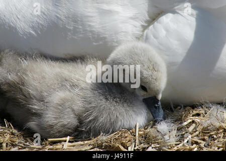 Fiume Lee a Ware in Hertfordshire, Regno Unito. Il 10 maggio, 2017. La molla è molleggiato come un nuovo nato cygnet si accoccola contro la sua madre sul fiume Lee in Ware Hertfordshire Credito: CandyAppleRed Immagini/Alamy Live News Foto Stock