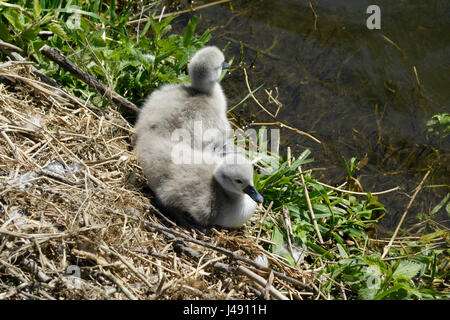 Fiume Lee a Ware in Hertfordshire, Regno Unito. Il 10 maggio, 2017. La molla è molleggiato come due nuovi nati cygnets prendere i loro primi timidi passi nell'acqua del fiume Lee in Ware Hertfordshire Credito: CandyAppleRed Immagini/Alamy Live News Foto Stock