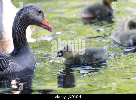 Brighton Regno Unito 10 maggio 2017 - una coppia di oche Graylag con il loro nuovo nato goslings godetevi la splendida serata sole in Queens Park Brighton con temperature che raggiungono alte teens celsius in alcune parti del paese oggi fotografia scattata da Simon Dack Foto Stock