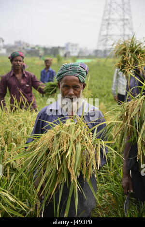 Dacca in Bangladesh. Il 10 maggio, 2017. Gli agricoltori del Bangladesh il taglio e raccoglie paddy dopo il raccolto a Gabtoli a Dhaka, nel Bangladesh, il 10 maggio, gli agricoltori del Bangladesh il taglio e raccoglie paddy dopo il raccolto a Ashulia a Dhaka, nel Bangladesh, il 10 maggio 2017. La dominante coltura alimentare del Bangladesh è il riso. Settore del riso contribuisce ad una metà del PIL agricolo e di un sesto del reddito nazionale in Bangladesh. Quasi tutti i 13 milioni di famiglie di agricoltori del paese di coltivare riso. Credito: Mamunur Rashid/Alamy Live News Foto Stock