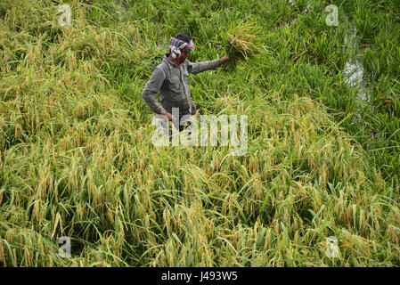 Dacca in Bangladesh. Il 10 maggio, 2017. Gli agricoltori del Bangladesh il taglio e raccoglie paddy dopo il raccolto a Gabtoli a Dhaka, nel Bangladesh, il 10 maggio, gli agricoltori del Bangladesh il taglio e raccoglie paddy dopo il raccolto a Ashulia a Dhaka, nel Bangladesh, il 10 maggio 2017. La dominante coltura alimentare del Bangladesh è il riso. Settore del riso contribuisce ad una metà del PIL agricolo e di un sesto del reddito nazionale in Bangladesh. Quasi tutti i 13 milioni di famiglie di agricoltori del paese di coltivare riso. Credito: Mamunur Rashid/Alamy Live News Foto Stock
