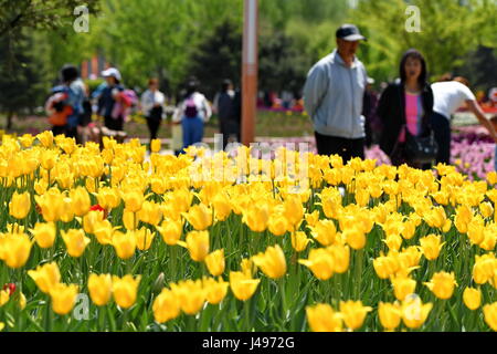 Changchun, la Cina della provincia di Jilin. 11 Maggio, 2017. Vista turisti tulip fiori a Changchun Park di Changchun, capitale del nord-est della Cina di provincia di Jilin, 11 maggio 2017. Credito: Zhang Nan/Xinhua/Alamy Live News Foto Stock