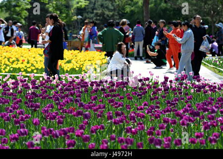 Changchun, la Cina della provincia di Jilin. 11 Maggio, 2017. Vista turisti tulip fiori a Changchun Park di Changchun, capitale del nord-est della Cina di provincia di Jilin, 11 maggio 2017. Credito: Zhang Nan/Xinhua/Alamy Live News Foto Stock