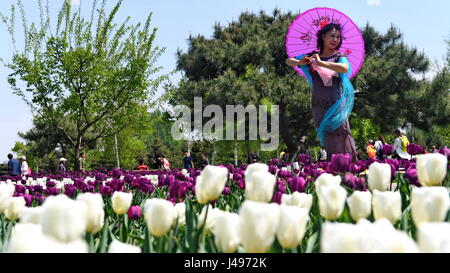 Changchun, la Cina della provincia di Jilin. 11 Maggio, 2017. Un turista pone per le foto con tulip fiori a Changchun Park di Changchun, capitale del nord-est della Cina di provincia di Jilin, 11 maggio 2017. Credito: Zhang Nan/Xinhua/Alamy Live News Foto Stock