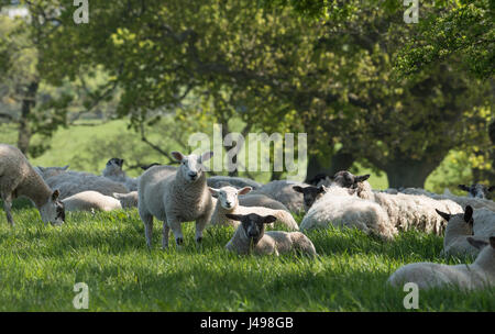 Preston, Regno Unito. 11 Maggio, 2017. Pecore prendere all'ombra di una siepe come temperature hit 20 gradi centigradi vicino a Garstang, Preston, Lancashire. Credito: John Eveson/Alamy Live News Foto Stock