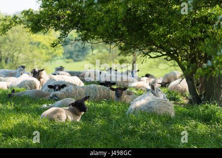 Preston, Regno Unito. 11 Maggio, 2017. Pecore prendere all'ombra di una siepe come temperature hit 20 gradi centigradi vicino a Garstang, Preston, Lancashire. Credito: John Eveson/Alamy Live News Foto Stock