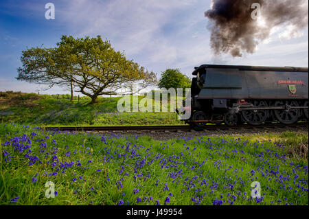 East Lancashire Railway, Bury, Regno Unito. 11 Maggio, 2017. La città di pozzetti locomotore vapori passato un tappeto di bluebells nel bellissimo sole primaverile sulla East Lancashire Railway, Bury. Le temperature sono dovrebbe salire ancora oggi davanti a un meteo porta anteriore sotto la pioggia per domani. Giovedì 11 Maggio, 2017. Credito: Paolo Heyes/Alamy Live News Foto Stock