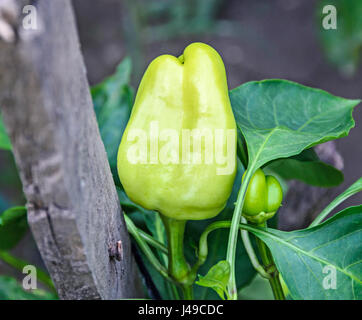 Verde, peperone giallo, noto anche come Jon la testa o un pepe e di Capsicum. Foto Stock