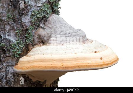 Sul tronco di betulla, coperto con moss crescente grande fungo bianco chaga. Foto Stock