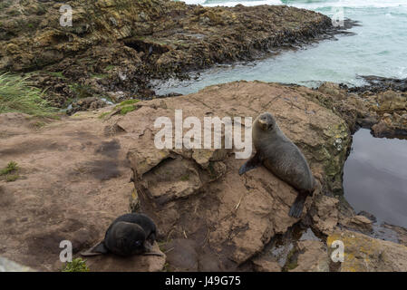 Immagine di un nuovo nato la guarnizione e la sua madre al punto di Harrington, Penisola di Otago, Nuova Zelanda. Foto Stock