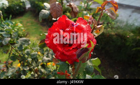 Rosas con bellas gotitas del roció de alba cada que le dan colore al jardín, aroma delle Nazioni Unite único y especial que jamas se olvida creando el ambiente unico Foto Stock