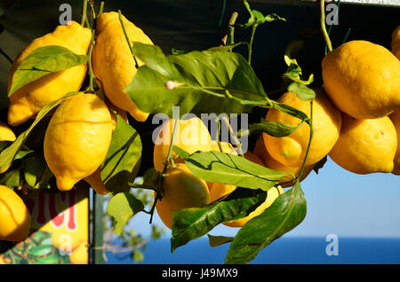 Limoni gigante a Positano sulla Costiera Amalfitana, Italia Foto Stock