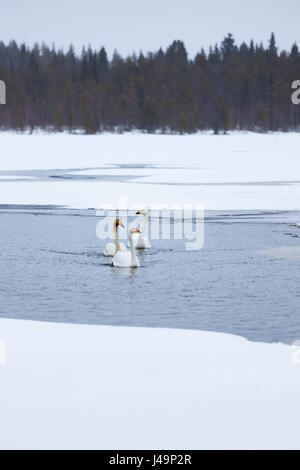 Cigni su parzialmente congelati lago Foto Stock