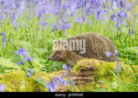 Riccio, Erinaceus europaeus , in Bluebells, Hyacinthoides non scripta, aprile, Sussex, Regno Unito. Foto Stock