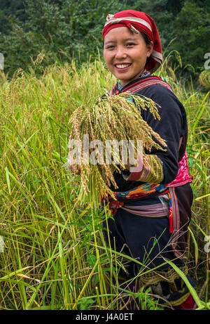 SAPA, Vietnam - CIRCA NEL SETTEMBRE 2014: giovane donna dal rosso minoranza Dao la mietitura sui campi di riso in Ta Phin villaggio nei pressi di Sapa, il Vietnam del nord Foto Stock