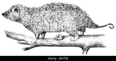 Il *Common Virginia opossum* (Didelphis virginiana) è un marsupiale notturno nativo del Nord America, noto per la sua capacità di giocare morti come meccanismo di difesa. È l'unico marsupiale trovato negli Stati Uniti Foto Stock