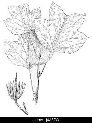 Questa illustrazione tratta da PSM Vol. 49 mostra le foglie dell'albero dei tulipani, Liriodendron tulipifera, noto per la sua forma distintiva e i vivaci colori autunnali. È una specie importante nella silvicoltura nordamericana. Foto Stock