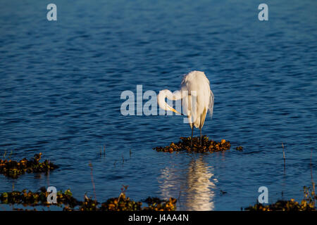 Airone bianco preens all'alba Foto Stock