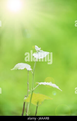 Macro più foglia di pioppo sullo sfondo verde.Il sole splende la luce Foto Stock