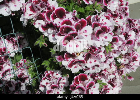 Pelargonium è genere di piante in fiore che comprende circa 200 specie di piante perenni, succulente e arbusti, comunemente noto come gerani. Foto Stock