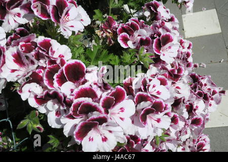 Pelargonium è genere di piante in fiore che comprende circa 200 specie di piante perenni, succulente e arbusti, comunemente noto come gerani. Foto Stock