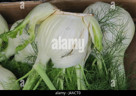 Il finocchio è specie di piante da fiore in carota famiglia. è ardito, erbe perenni con fiori gialli e foglie feathery. bianco tubero Foto Stock