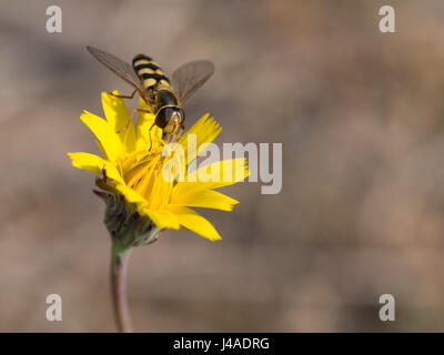 Hoverfly su un fiore giallo - Syrphus ribesii Foto Stock