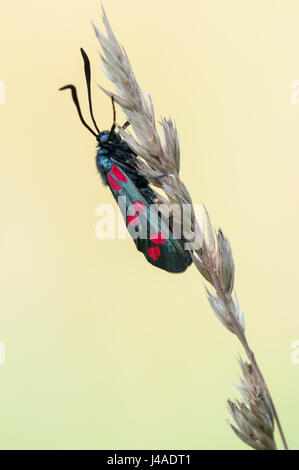 Sei-spot burnett - Zygaena filipendulae Foto Stock